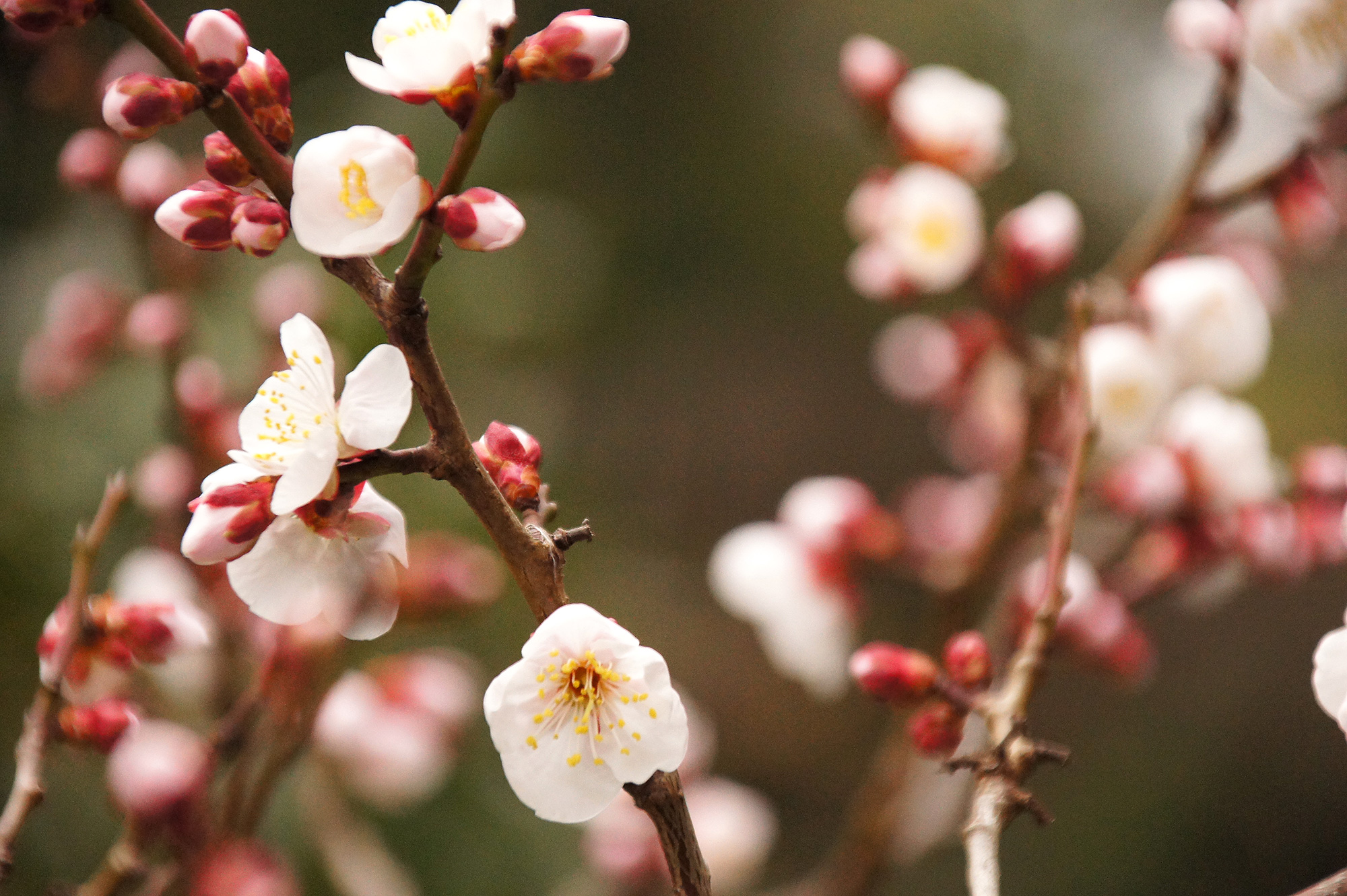 plum-blossoms4