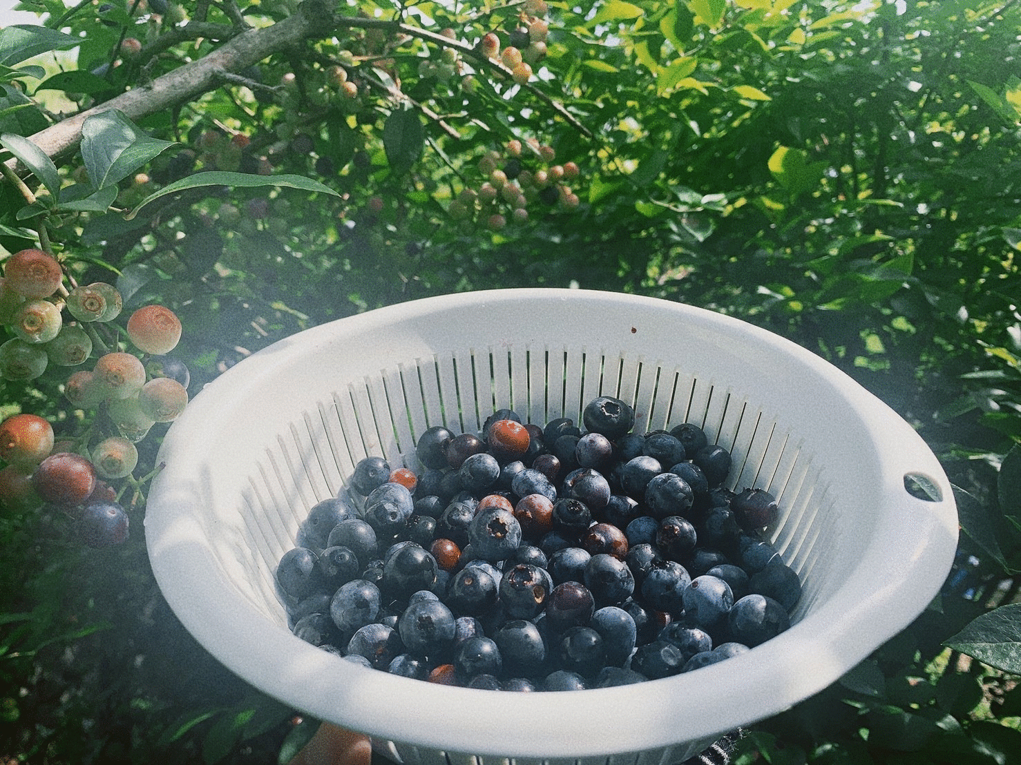 24iLigZ71DpjQh0HTSOn1626064105-1626064109