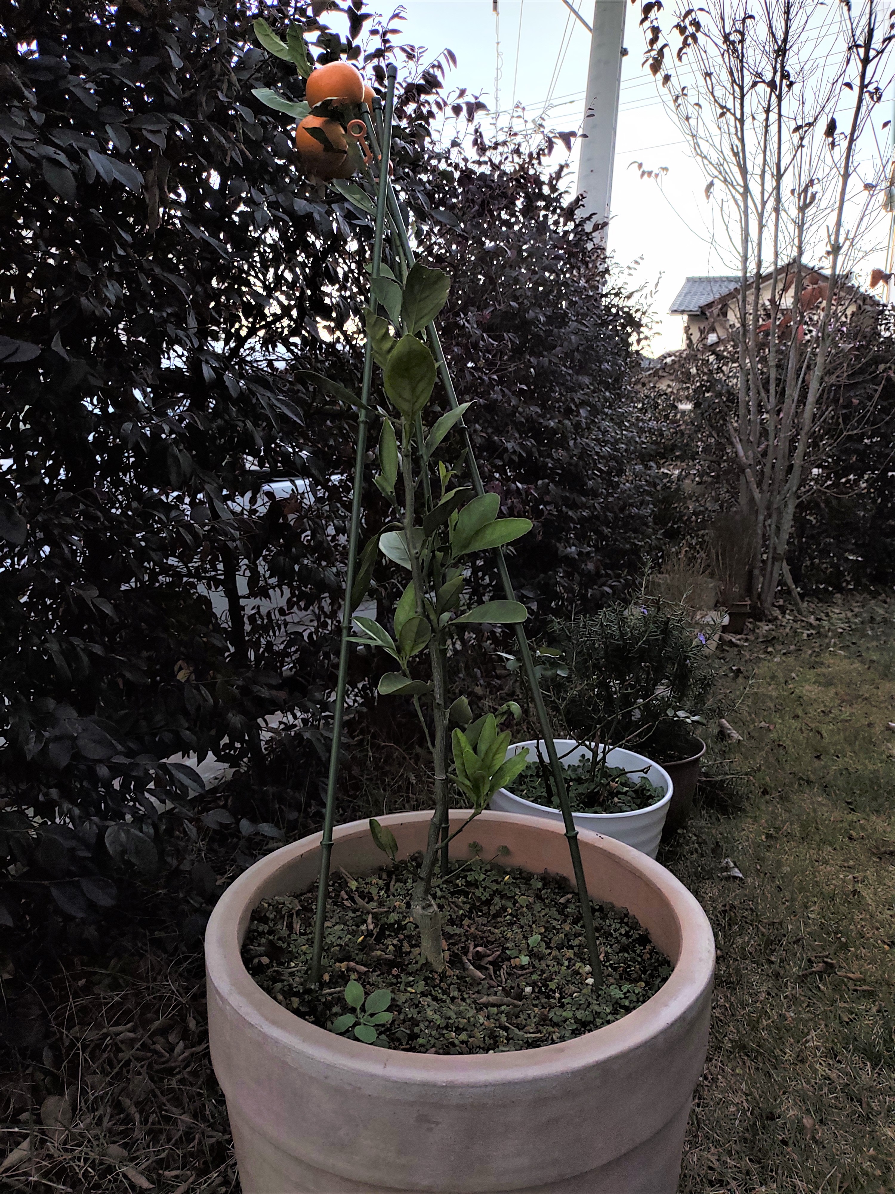 IMG_20211123_162626020