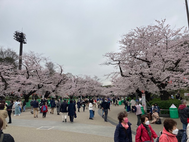 2022sakura01IMG_9181