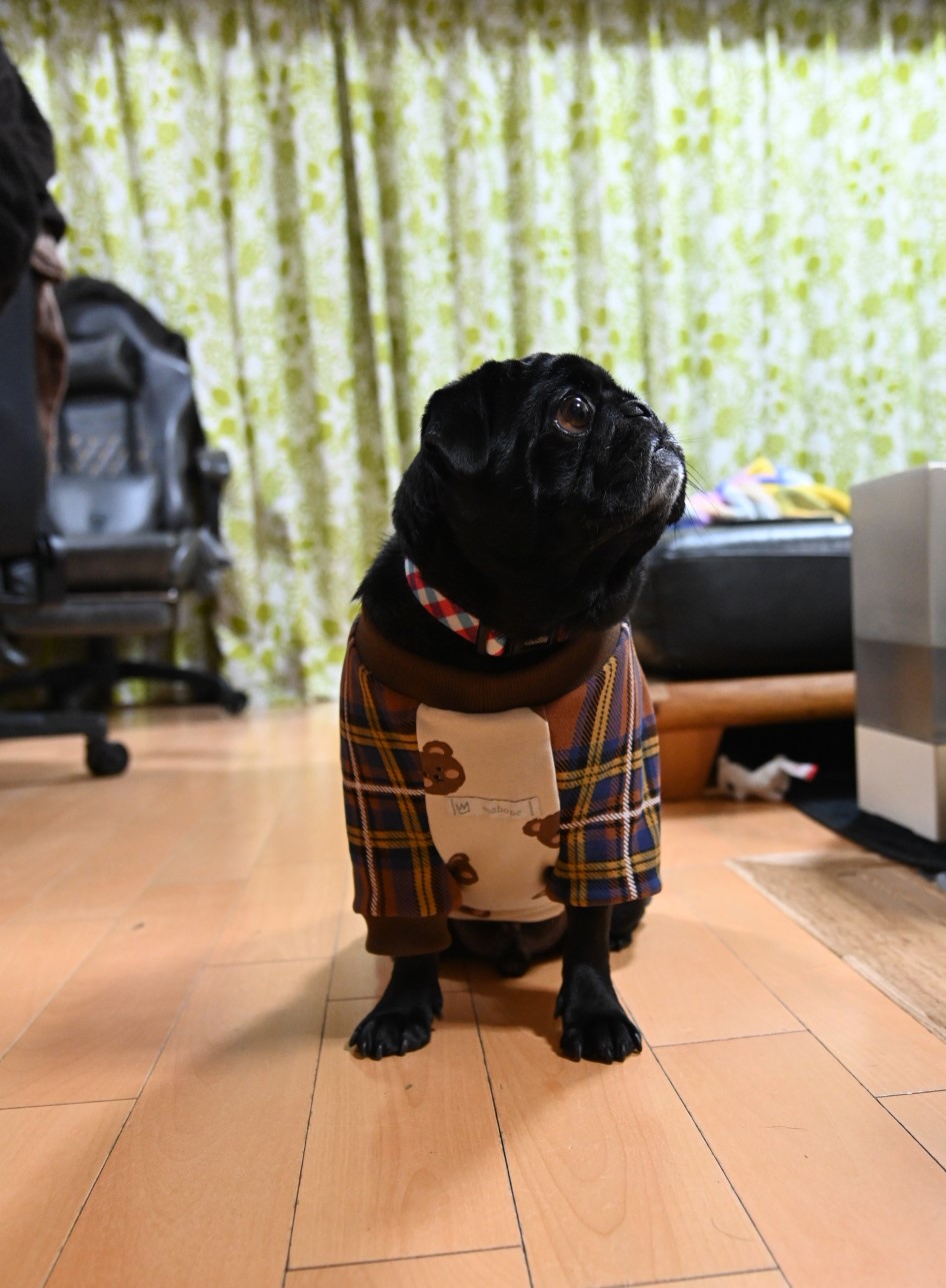 AA-KOTETU DSC_1738 (1)