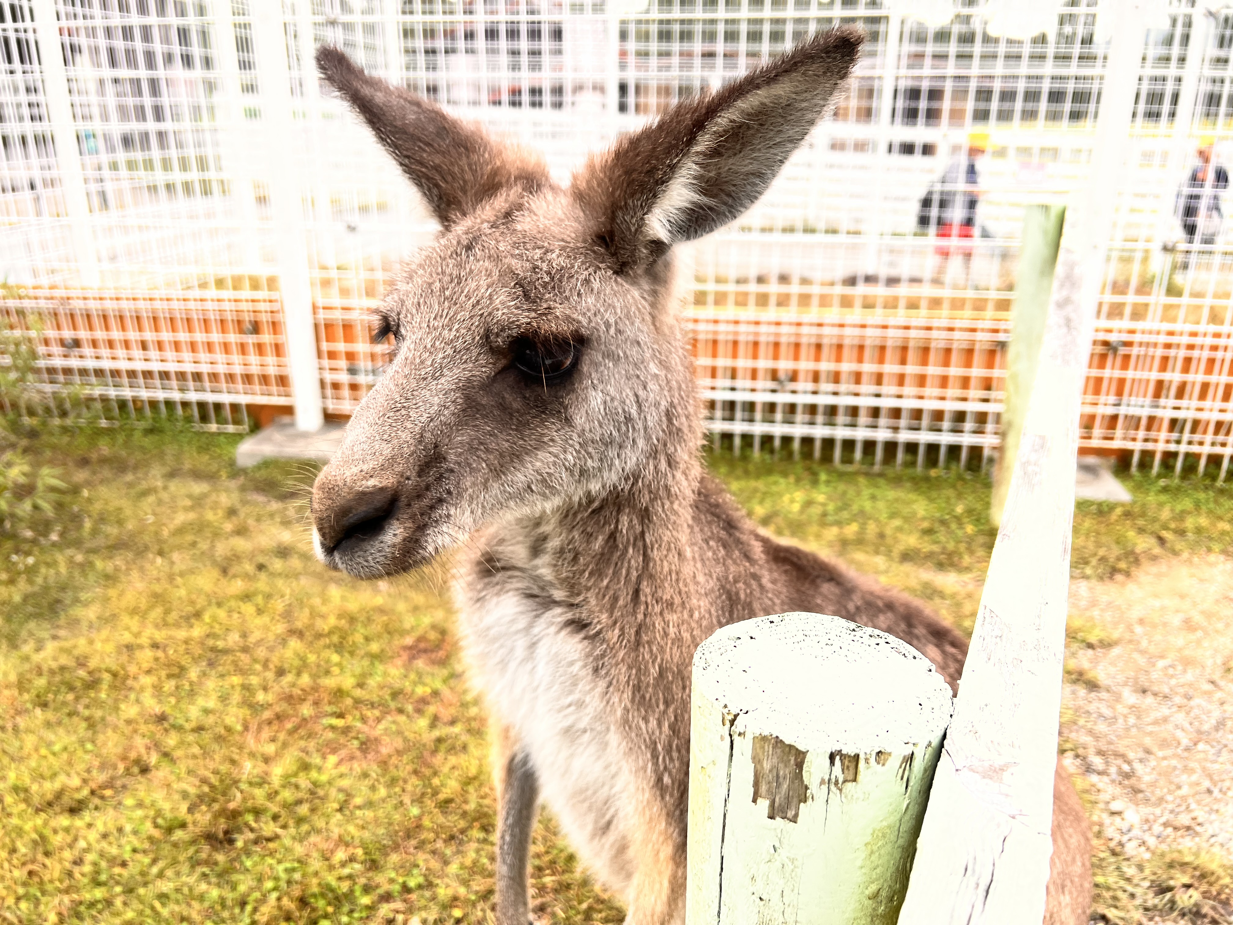 00000000000000000031