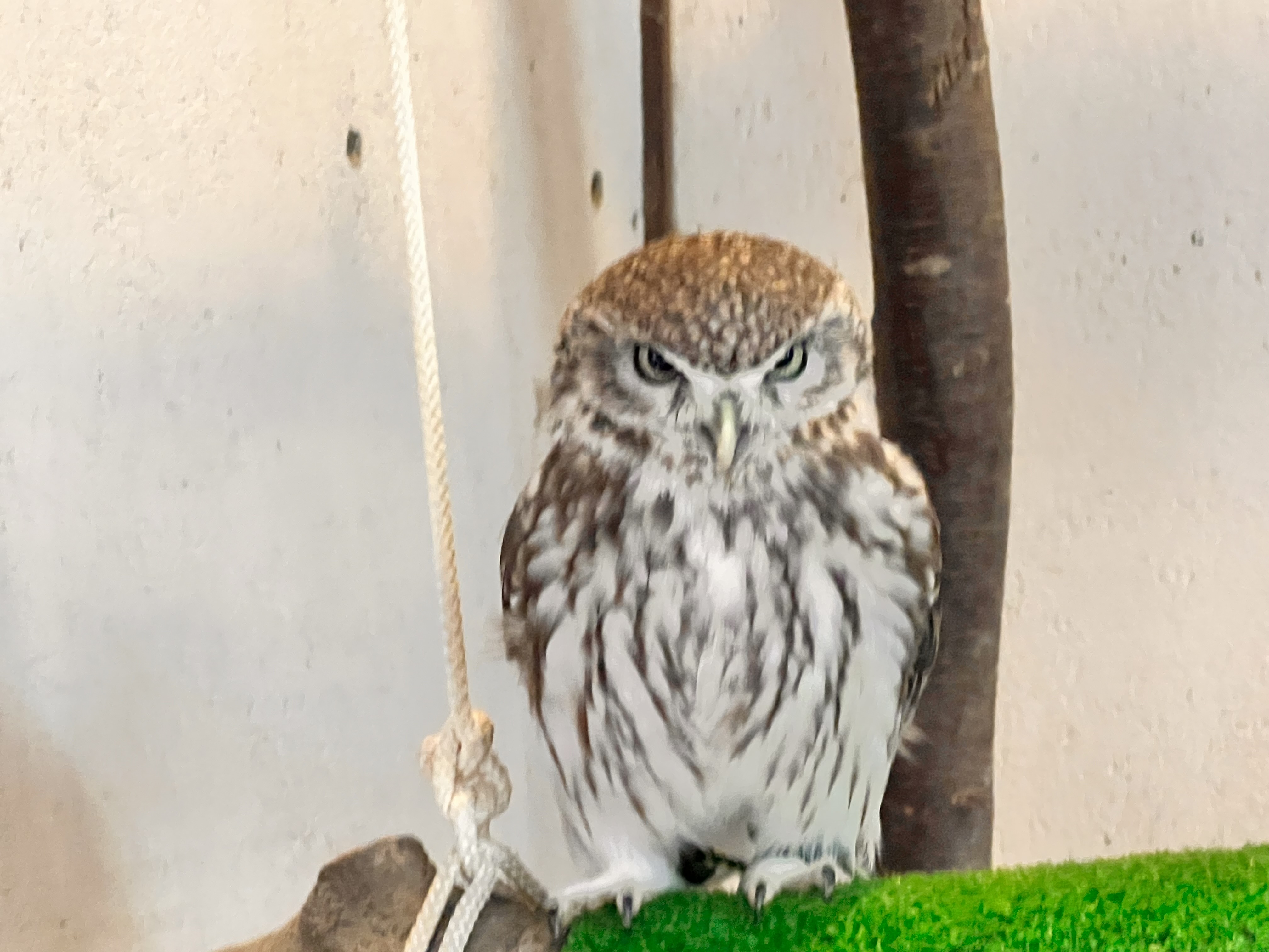 00000000000000000033