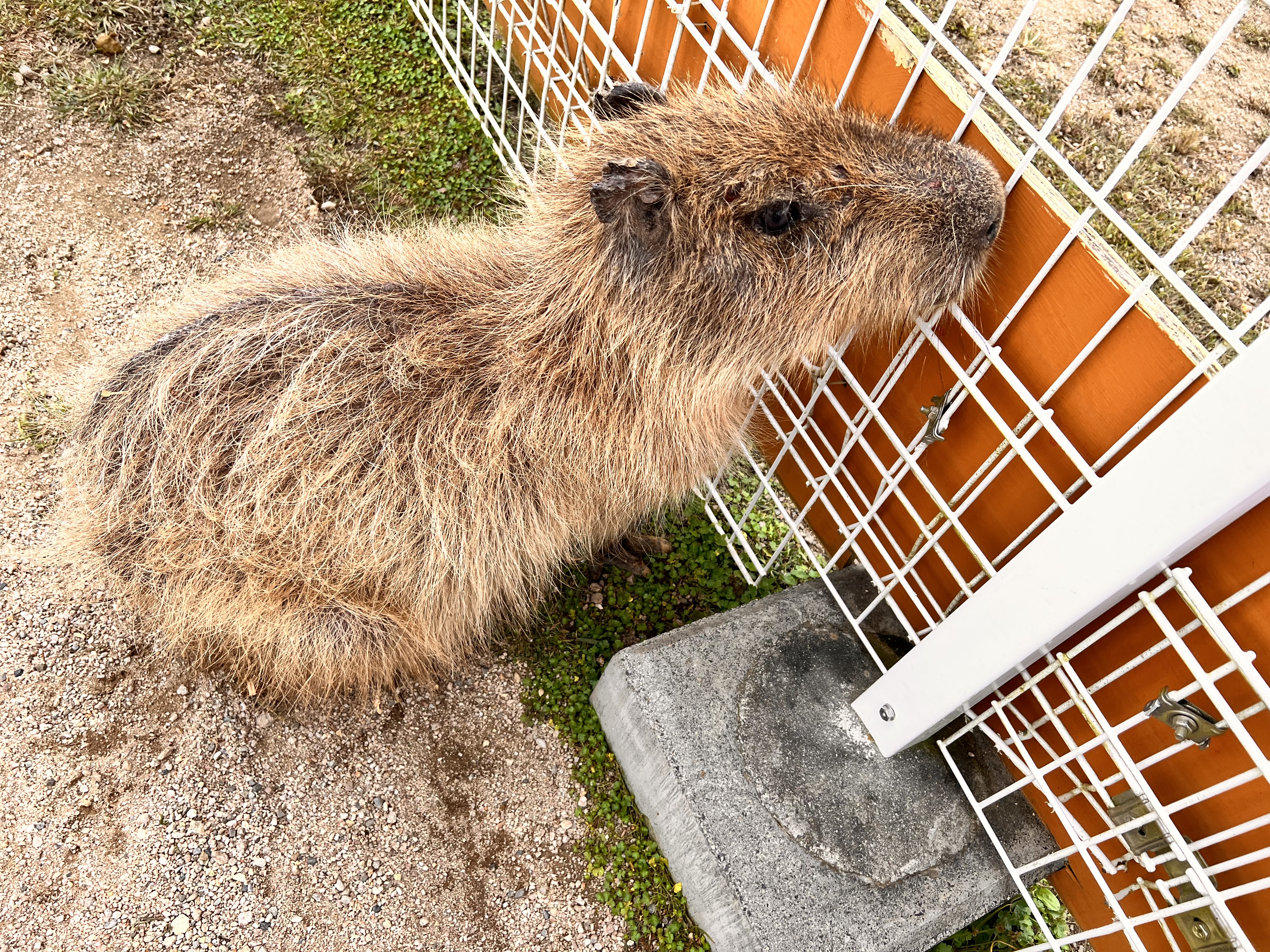 00000000000000000034