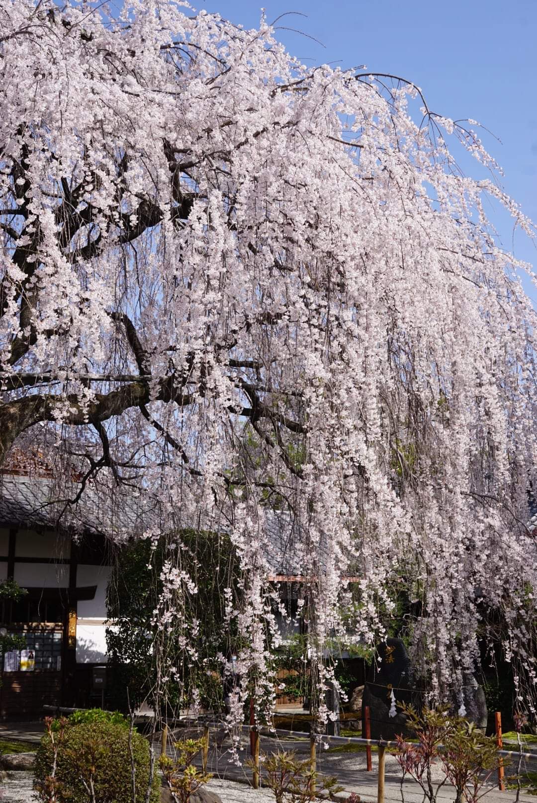 sakura