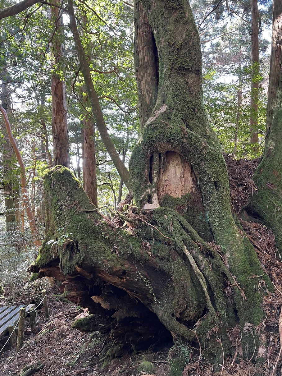 yakushima8