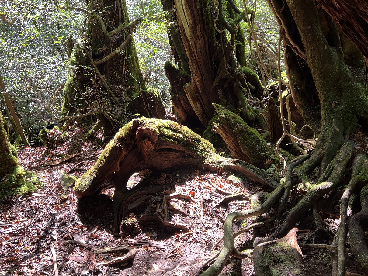 yakushima9