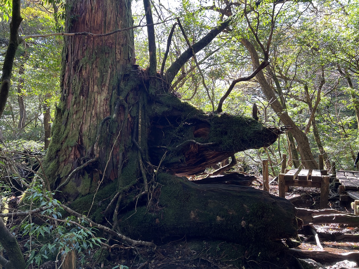 yakushima14