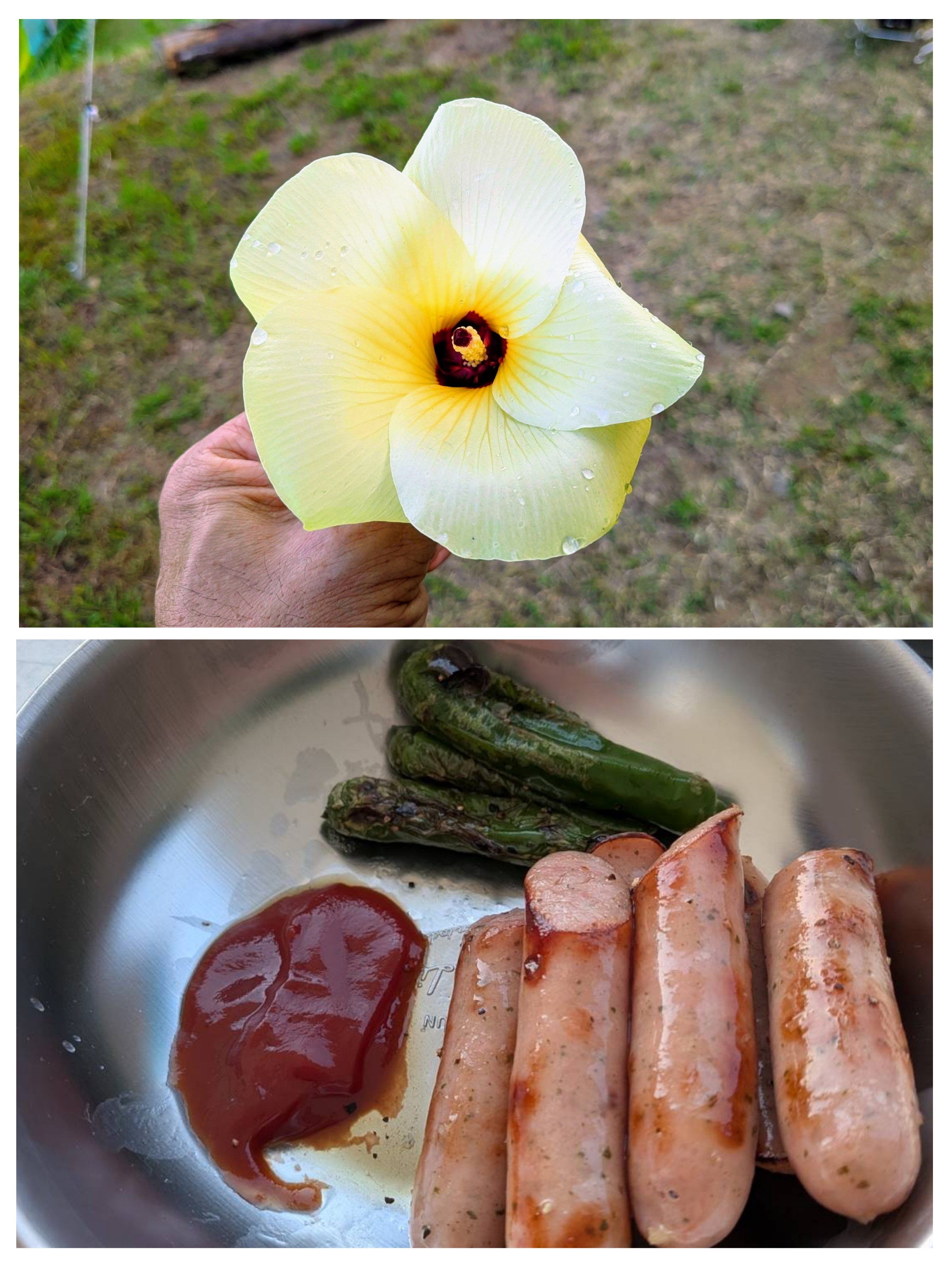 20250818_072533-COLLAGE[1]