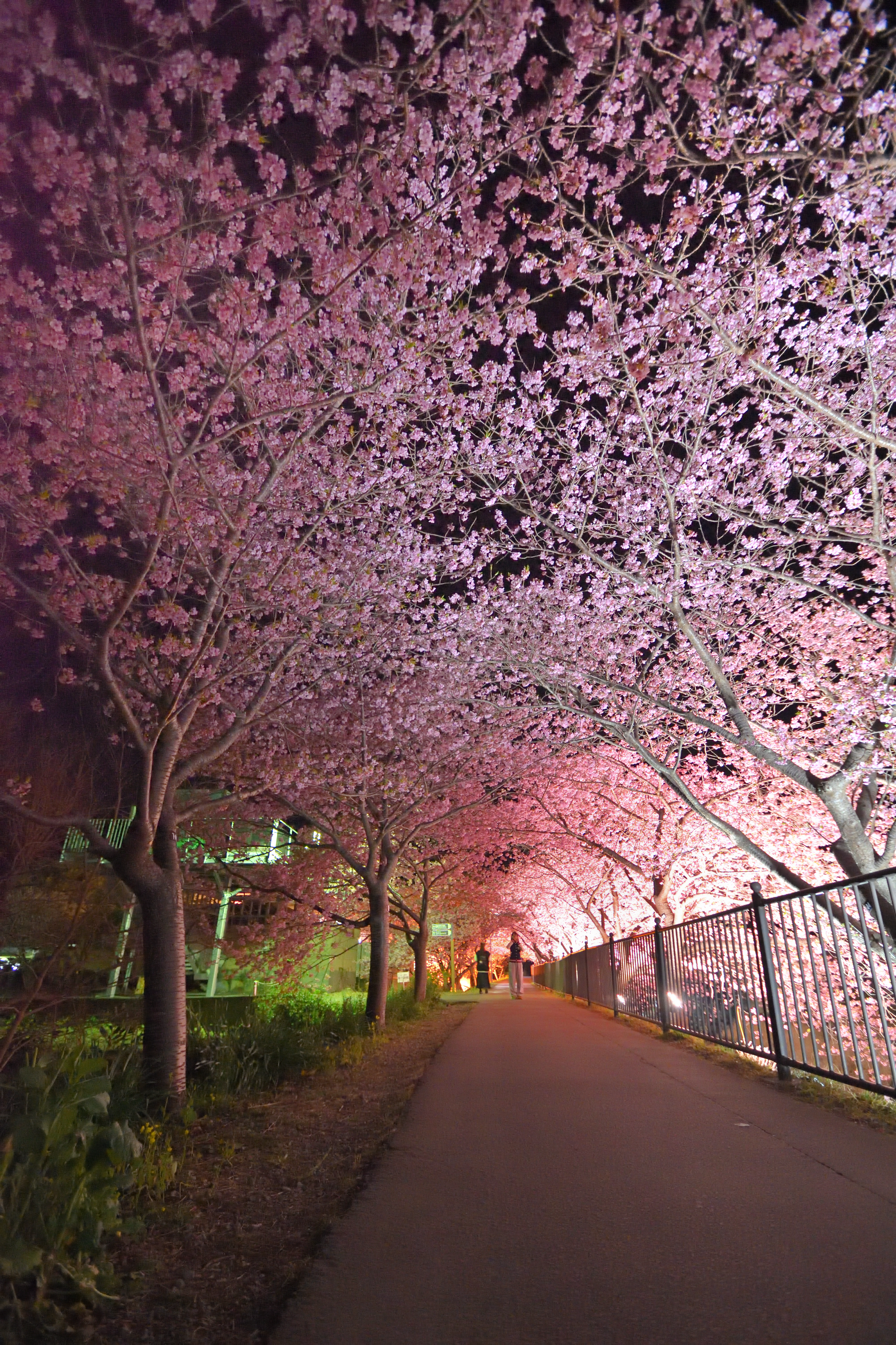 DSC_0013_465DSC_0013[1]