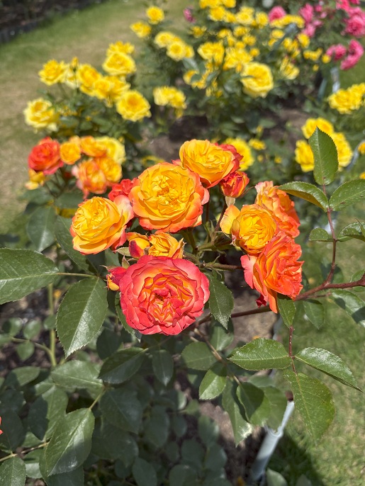 202605_kjrose4