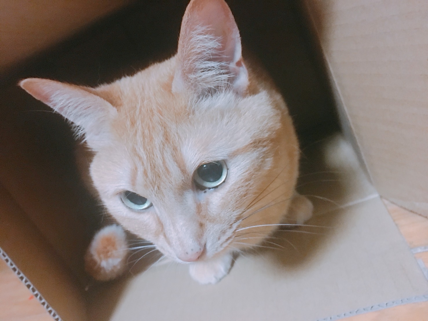 neko1
