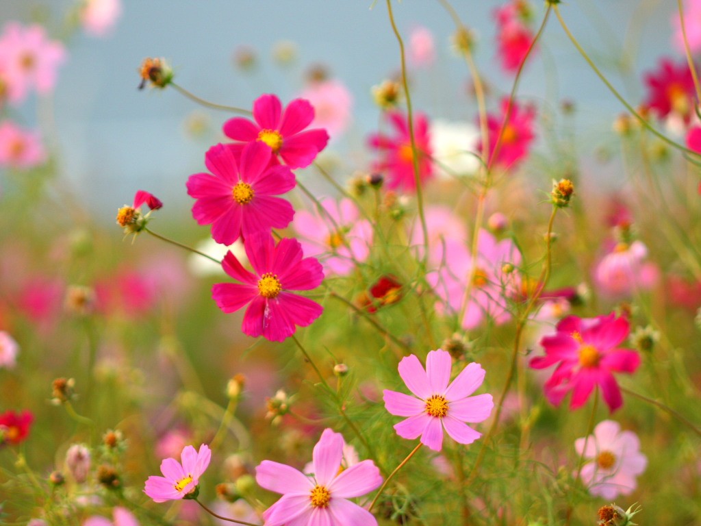 公式 秋散歩 ｈｏｎｄａ ｃａｒｓ 倉敷南