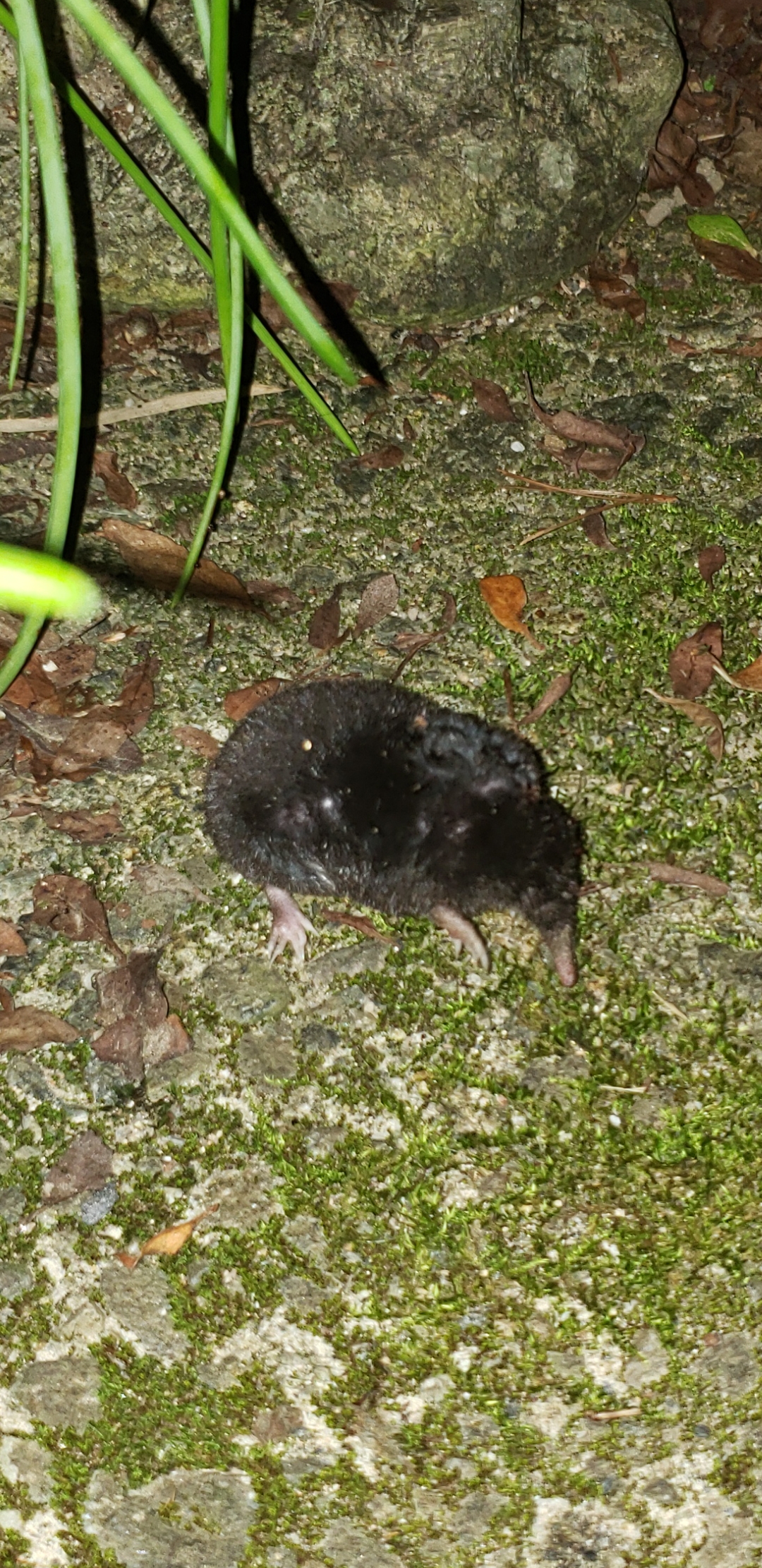 Screenshot_20191106-172056_Gallery