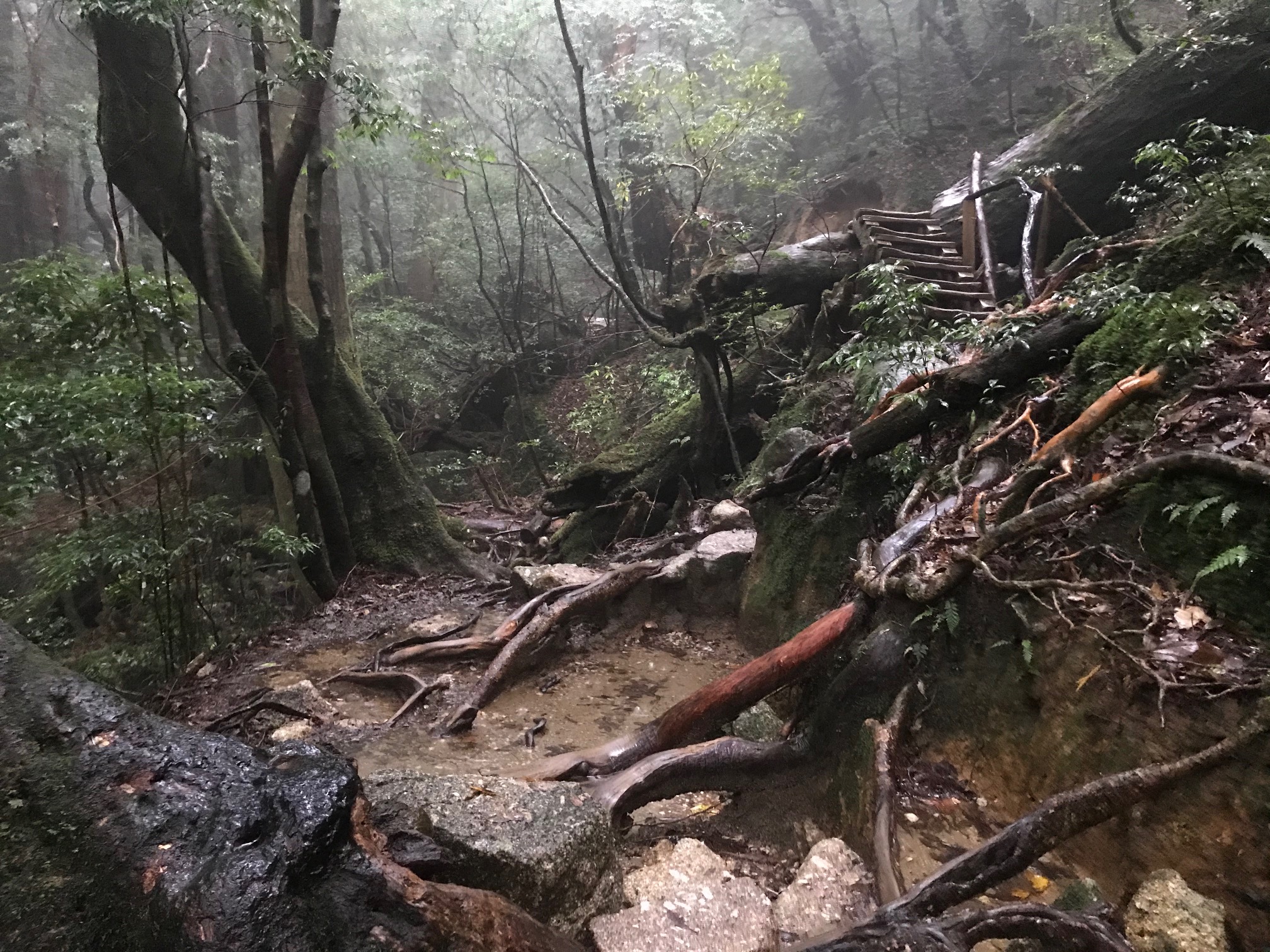 yakushima.No2