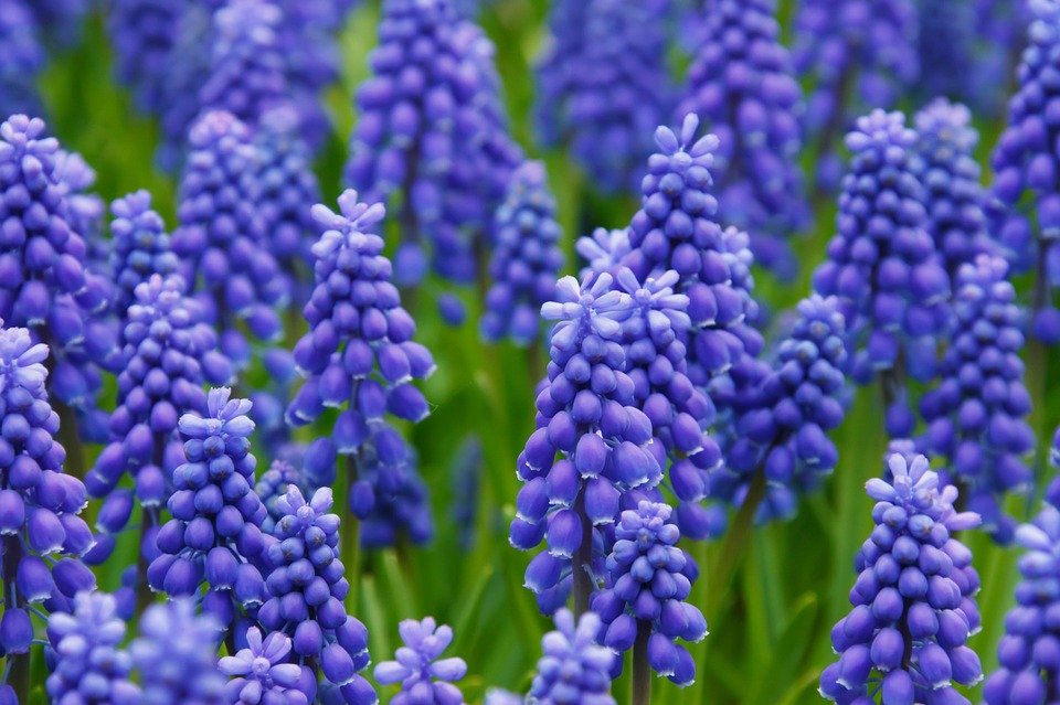 hyacinth-21687_960_720