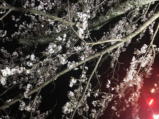 桜 IMG_5870
