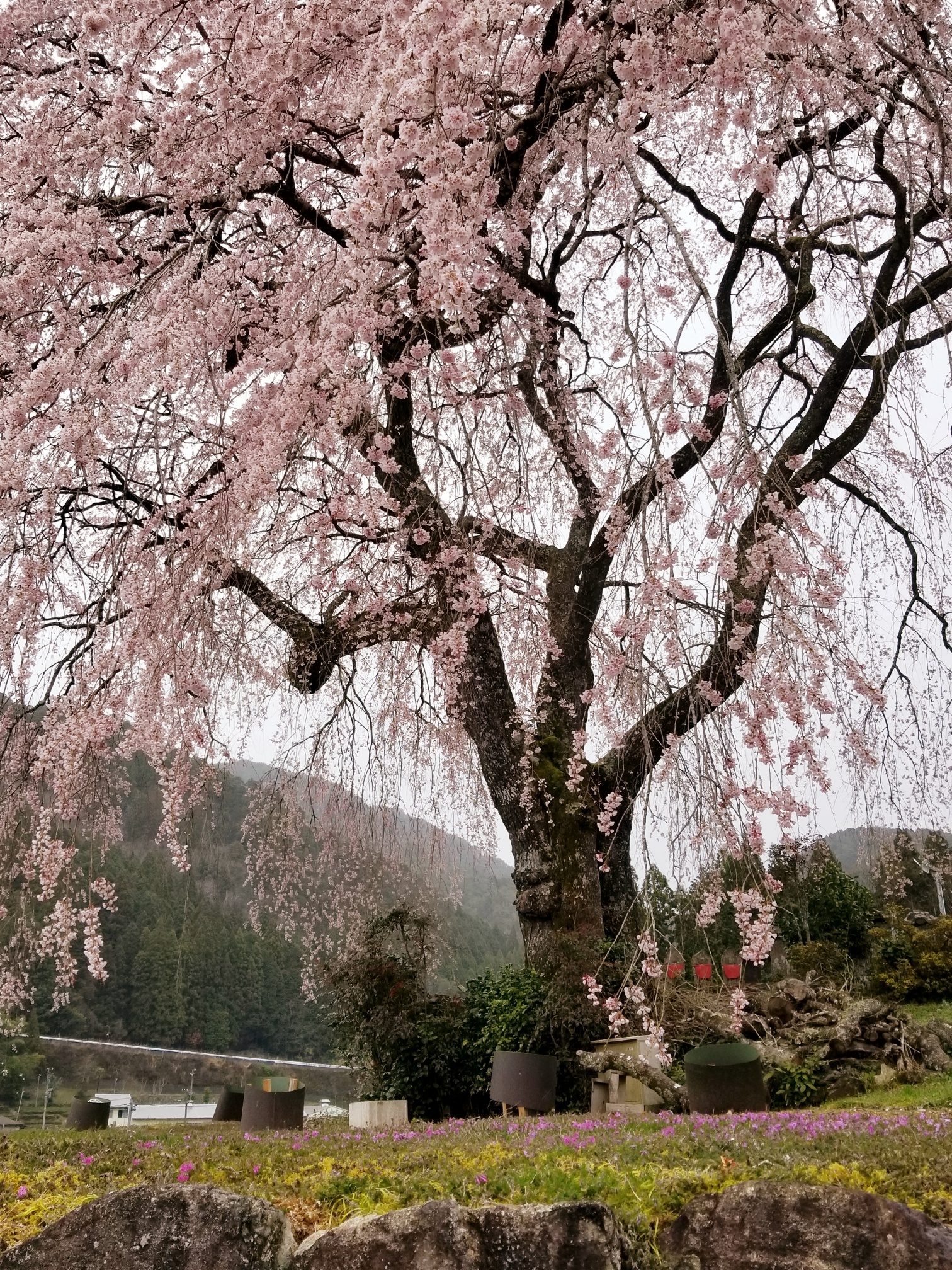 20200401_124526_resized