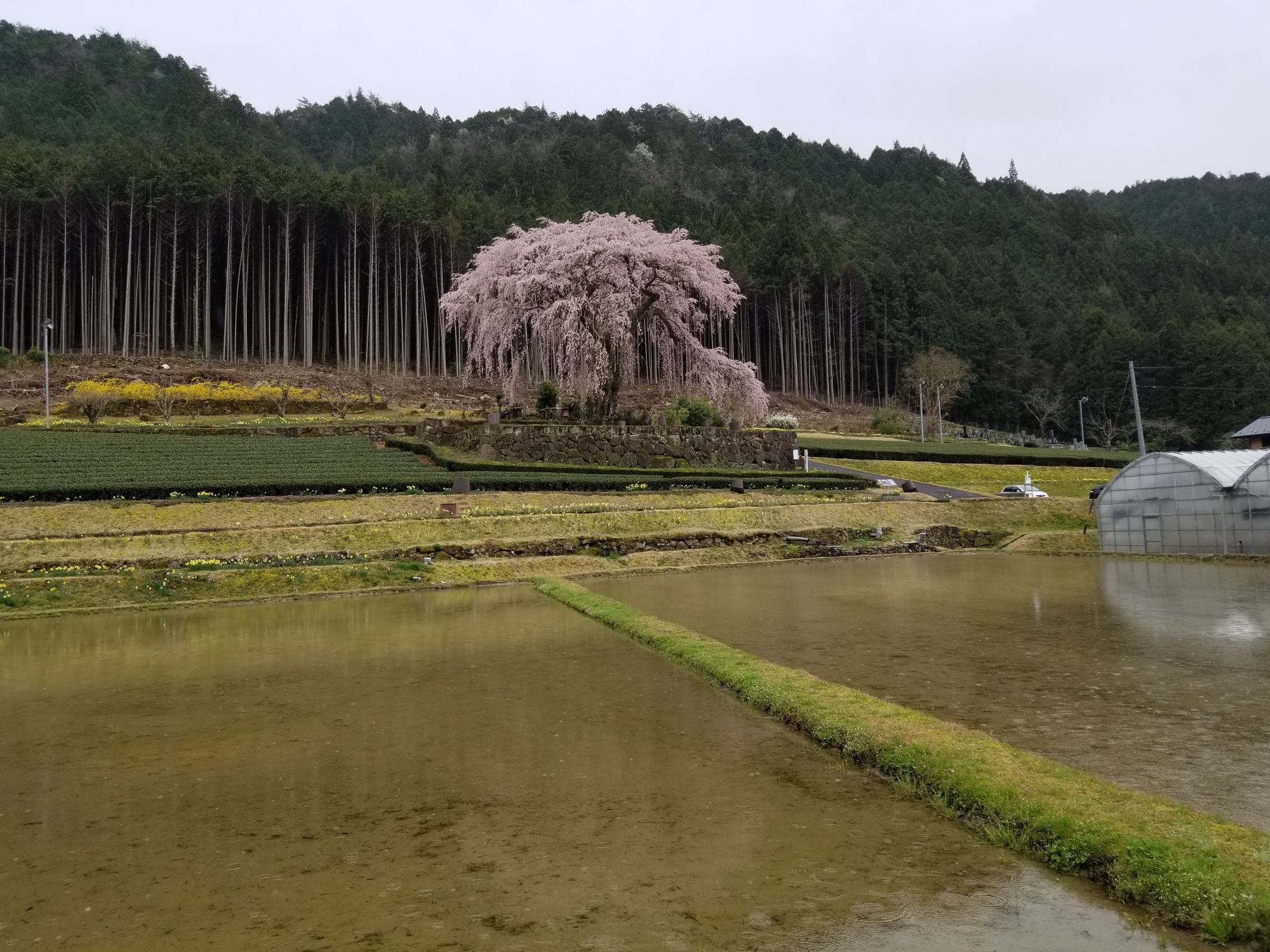 20200401_124526_resized