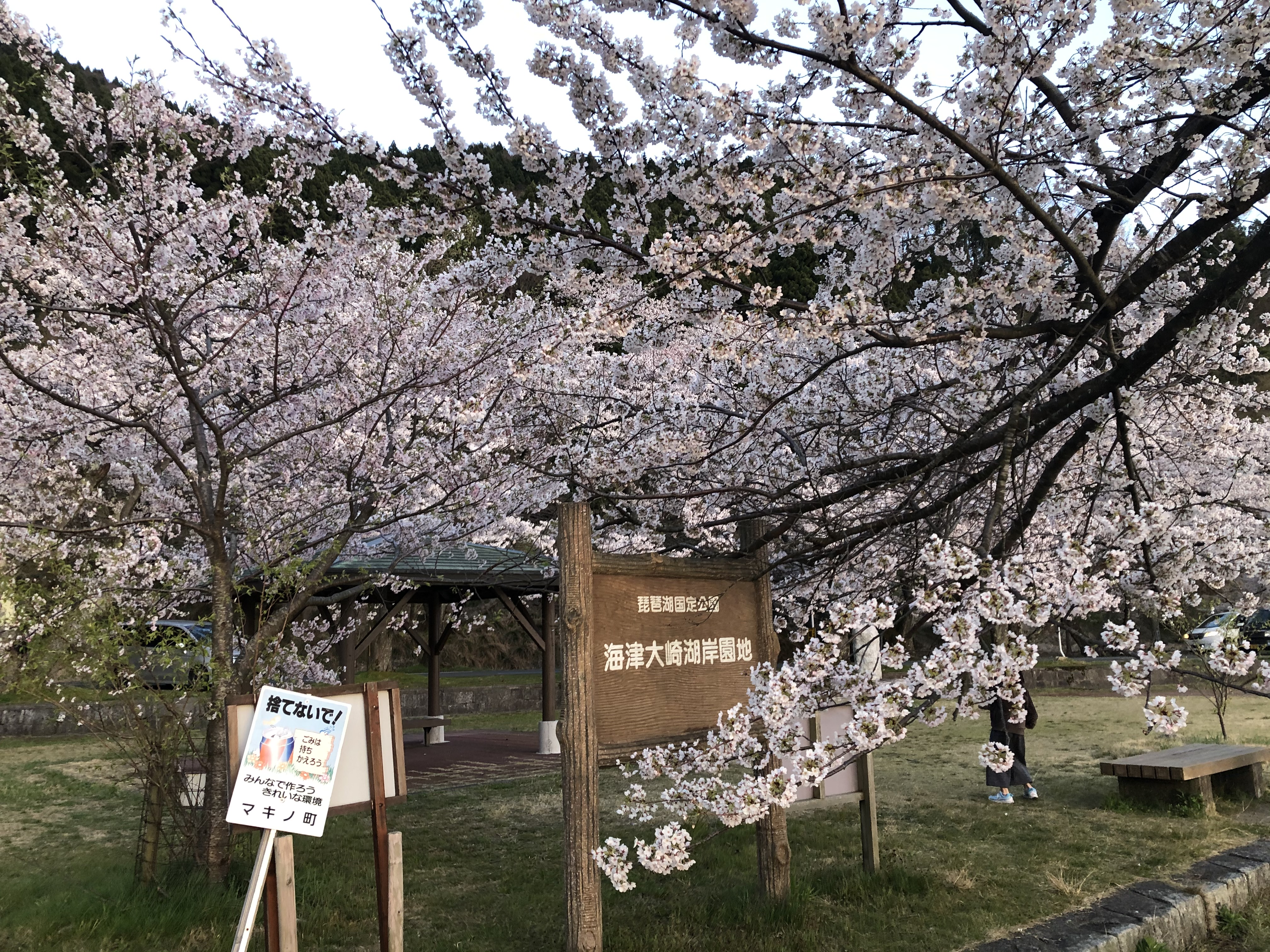 公式 海津大崎の桜並木 ｈｏｎｄａ ｃａｒｓ 滋賀中央