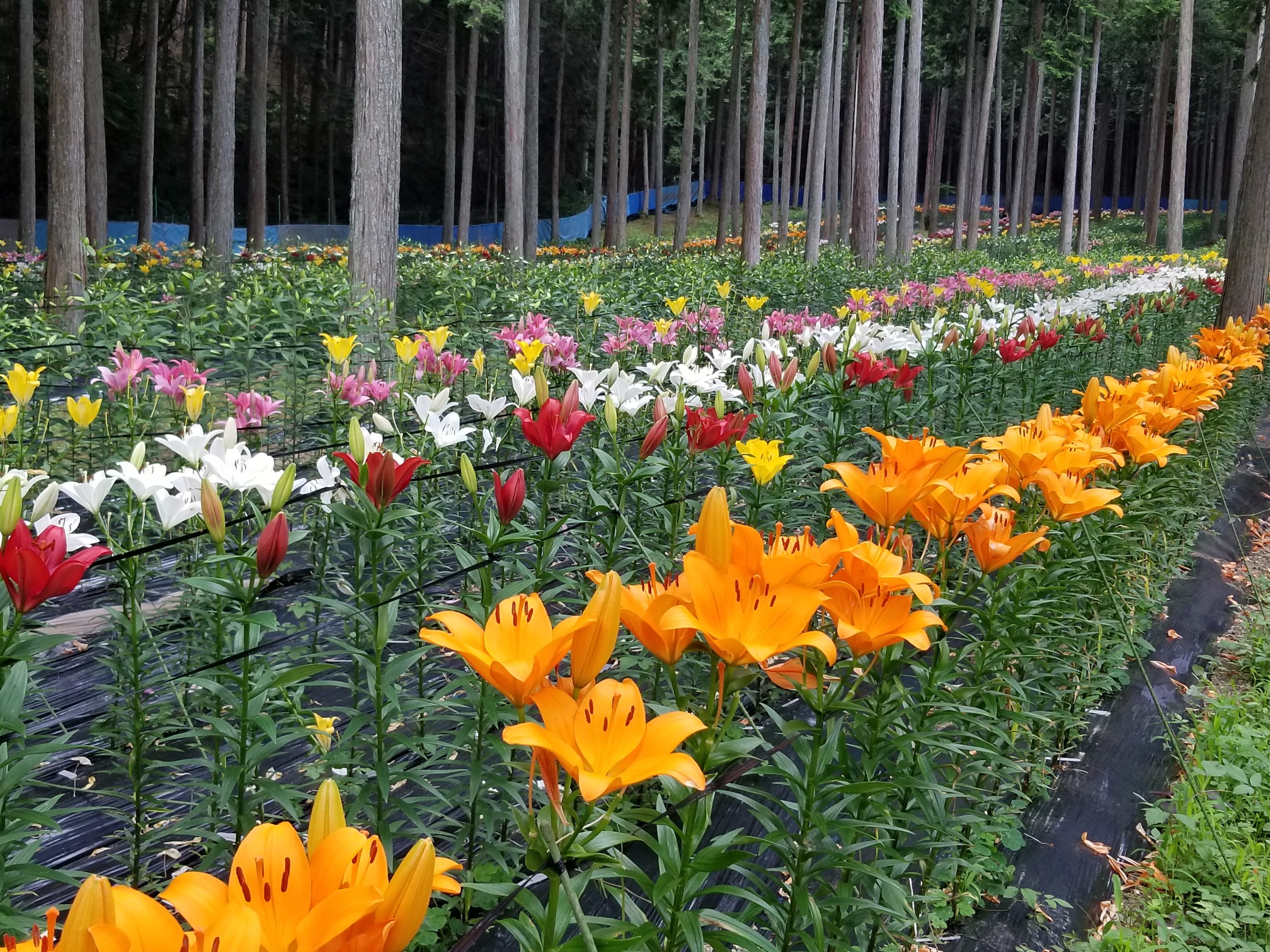 20200624_182120_resized_1