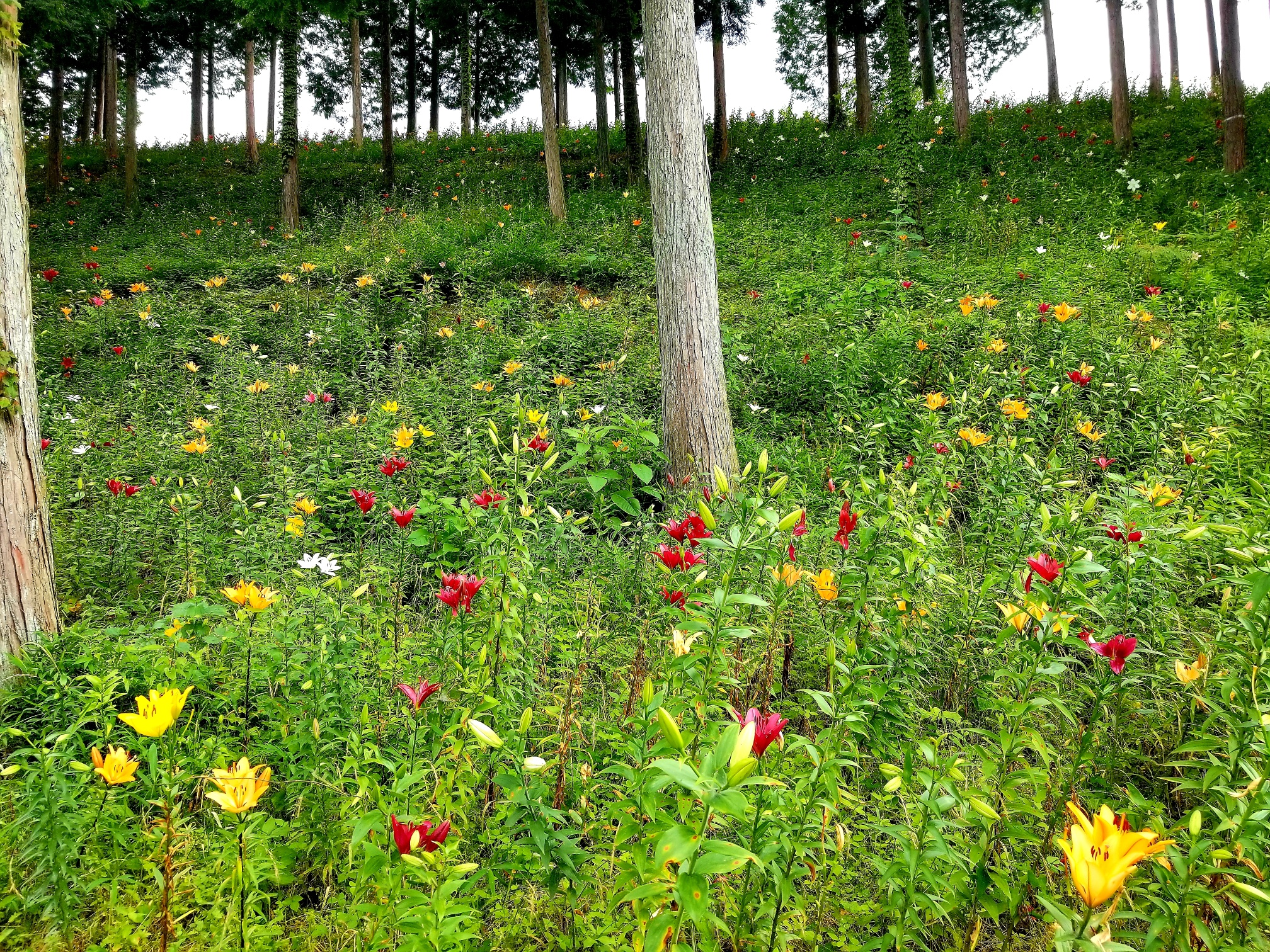 20200626_124750_resized