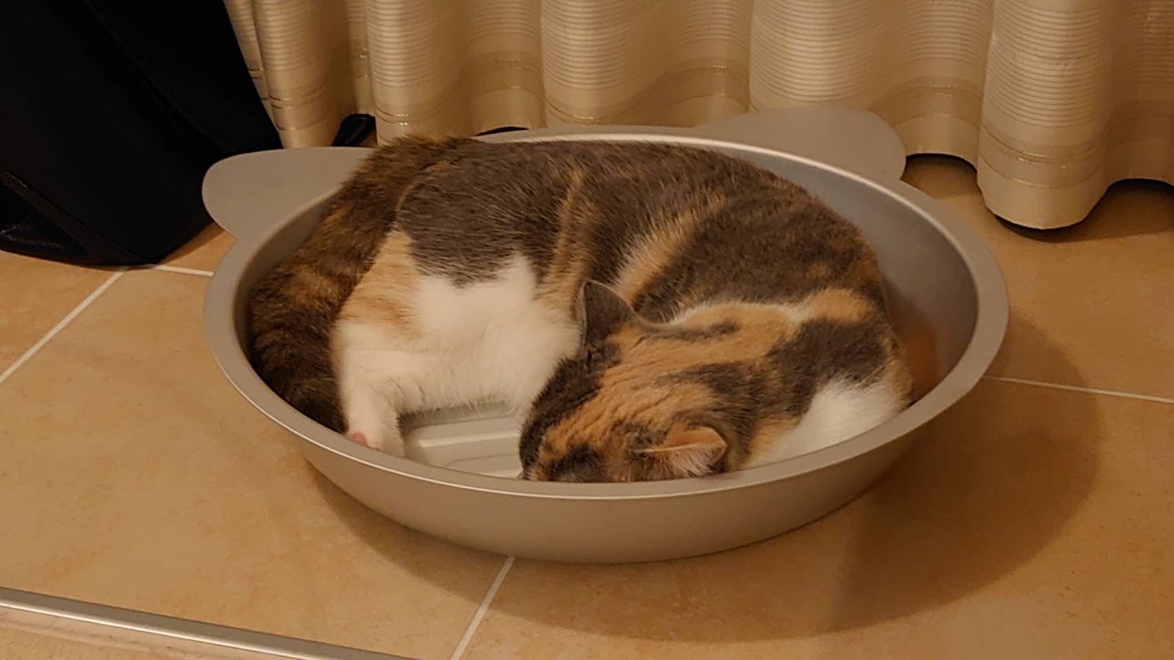 公式 猫鍋がかわいい ｈｏｎｄａ ｃａｒｓ 島田東